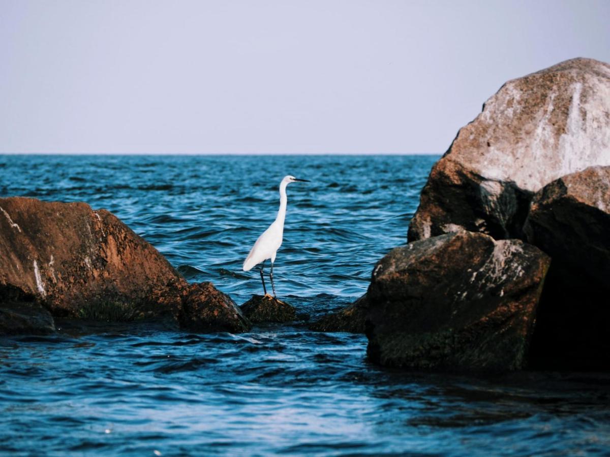 Casa De Vacanta Rodica Sulina Esterno foto
